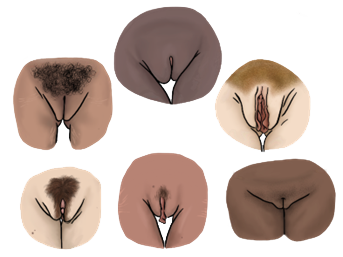 illustration of female genitals