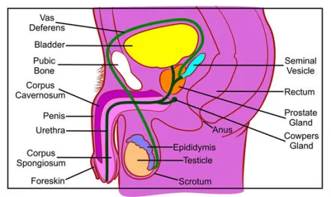 Male anatomy